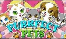 Slot Purrfect Pets Coming Soon At Springbok Casino